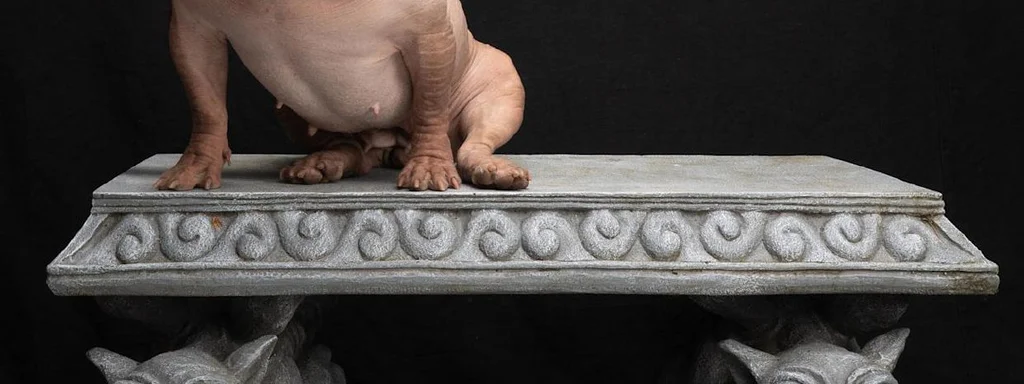 Petunia Crowned 'World's Ugliest Dog' in California, Celebrating Unique Beauty of Rescues