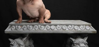 Petunia Crowned 'World's Ugliest Dog' in California, Celebrating Unique Beauty of Rescues