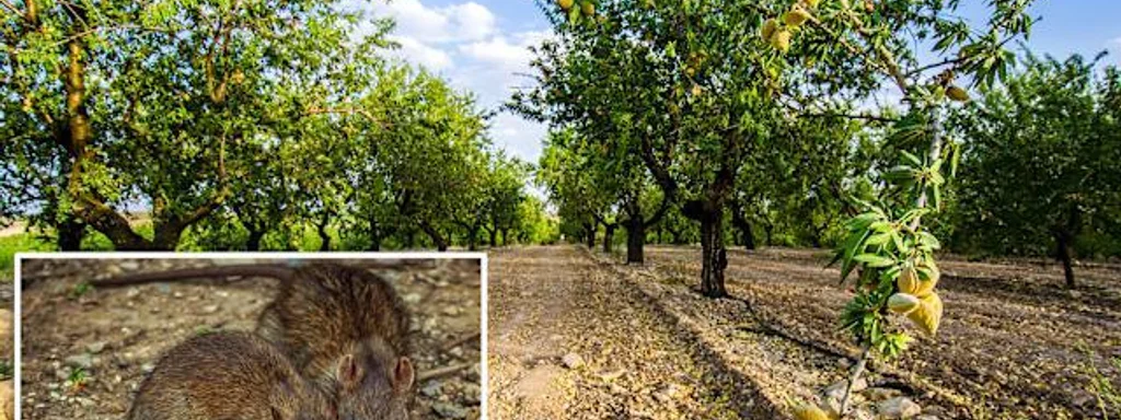 California Almond Farmers Brace for $300 Million Loss as Rat Invasion Escalates