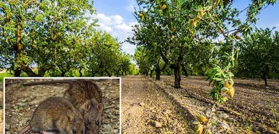 California Almond Farmers Brace for $300 Million Loss as Rat Invasion Escalates
