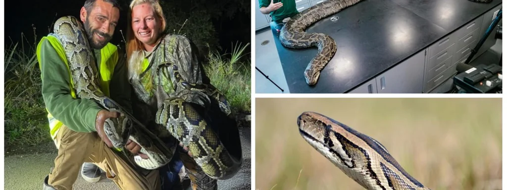 Floridian Earns $1,000 for Capturing 87 Invasive Pythons in One Month
