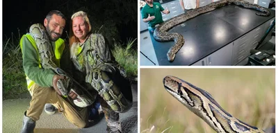 Floridian Earns $1,000 for Capturing 87 Invasive Pythons in One Month