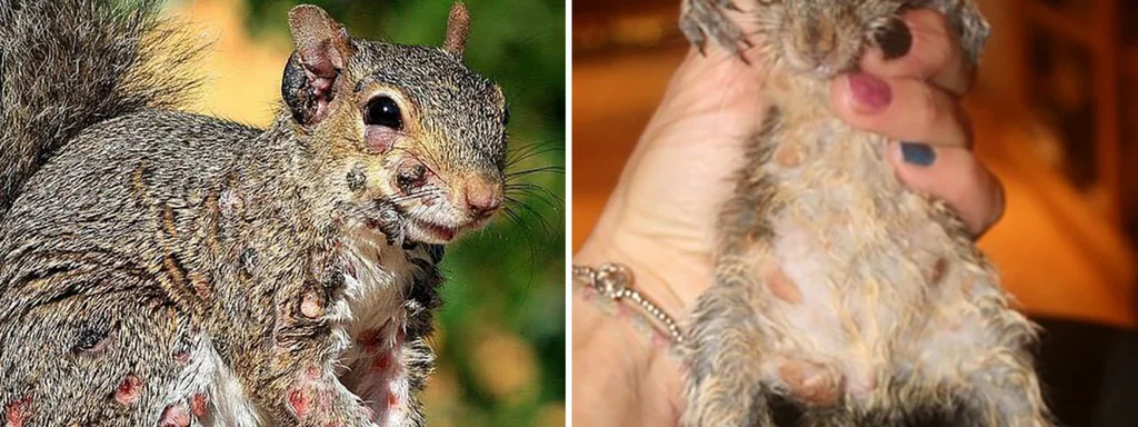 Breaking: Zombie Squirrels Surge in New England as Virus Spreads