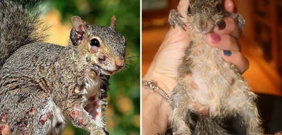 Breaking: Zombie Squirrels Surge in New England as Virus Spreads