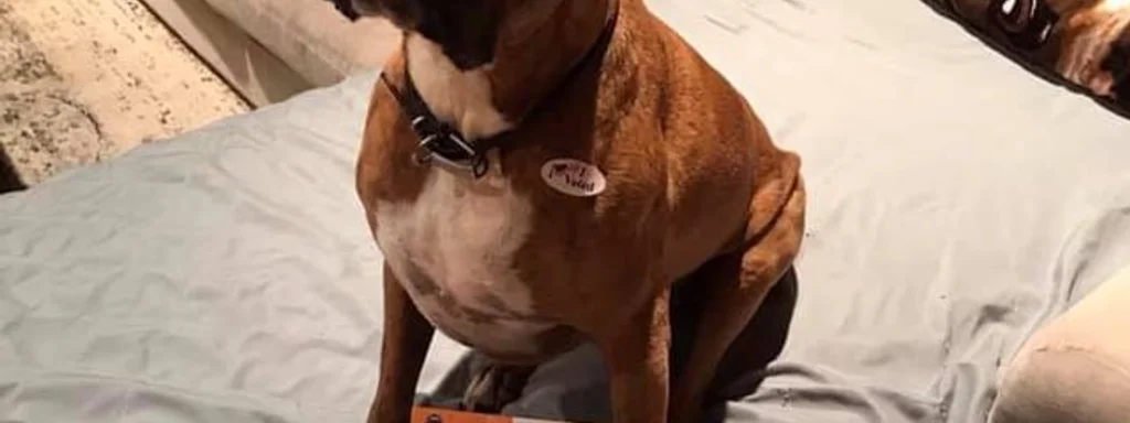 Featured image for: California Woman Charged with Election Fraud for Voting Dog California Woman Charged with Election Fraud for Voting Dog