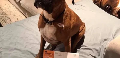 California Woman Charged with Election Fraud for Voting Dog