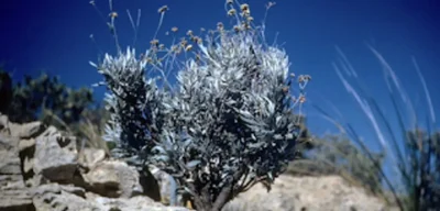 U.S. explores domestic rubber production to reduce foreign reliance