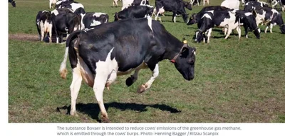 Danish cattle sector struggles as cows die after mandatory Bovaer feed