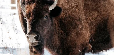 Bison return to Kane County prairie after 200 years