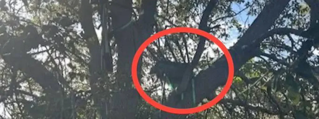 FBI removes hunting stand with view of Trump’s Air Force plane for analysis