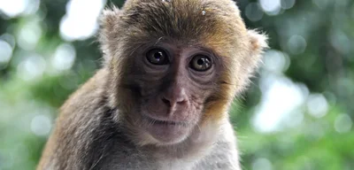 Mississippi mother kills monkey believed to carry herpes to protect children