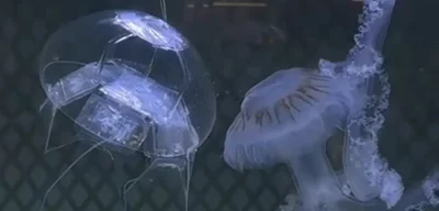 China develops AI-powered jellyfish drone for undetected spying