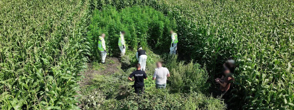 Ukrainian Police Seize 57 kg of Cannabis and Destroy 21,000 Plants in Major Operation