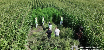 Ukrainian Police Seize 57 kg of Cannabis and Destroy 21,000 Plants in Major Operation
