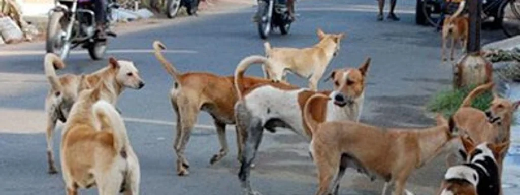 Supreme Court Orders Relocation of Stray Dogs in Delhi Amid Dog Bite Crisis