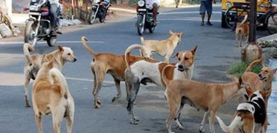 Supreme Court Orders Relocation of Stray Dogs in Delhi Amid Dog Bite Crisis