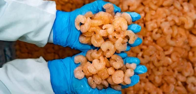 Breaking: FDA Warns of Radioactive Shrimp, Walmart Recalls in 13 States