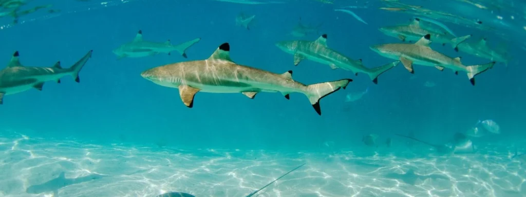 Maldives Set to Lift Shark Fishing Ban, Reviving Industry by November