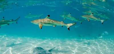 Maldives Set to Lift Shark Fishing Ban, Reviving Industry by November