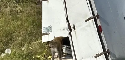 Truck carrying 21 lab monkeys overturns in Jasper County, Mississippi