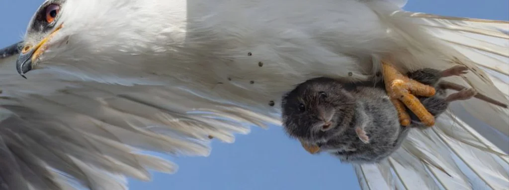 Predator vs. Prey: Captivating Image Reflects Nature's Struggle for Survival