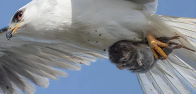 Predator vs. Prey: Captivating Image Reflects Nature's Struggle for Survival