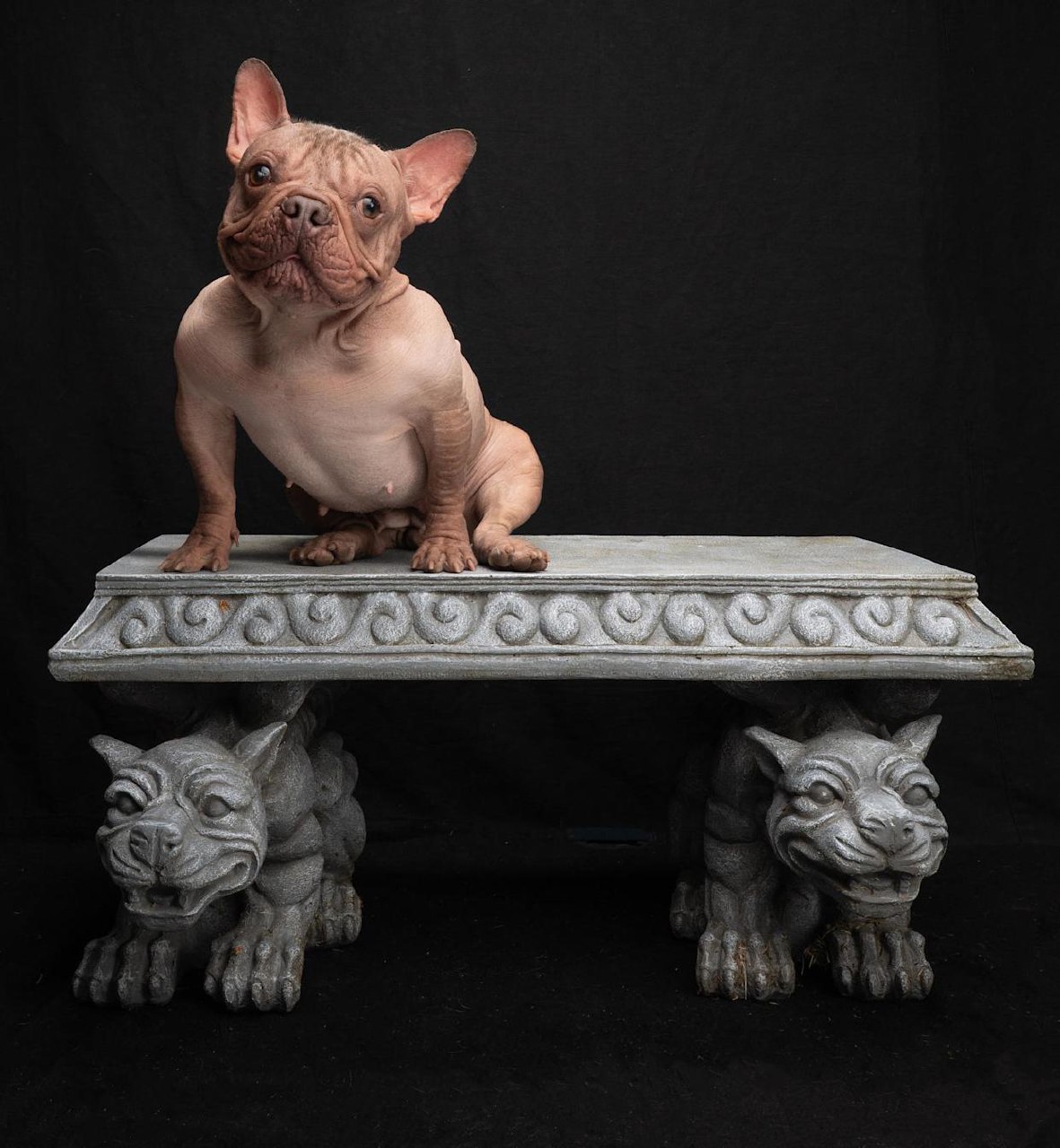 Petunia Crowned 'World's Ugliest Dog' in California, Celebrating Unique Beauty of Rescues
