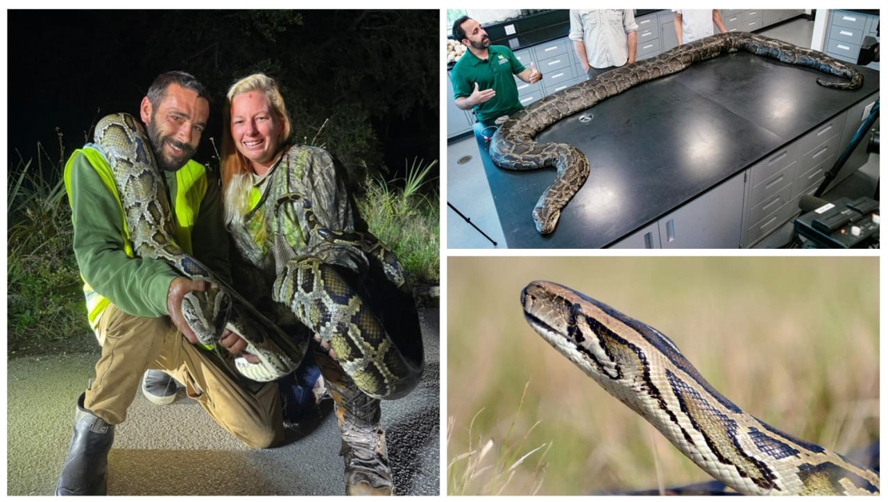 Floridian Earns $1,000 for Capturing 87 Invasive Pythons in One Month