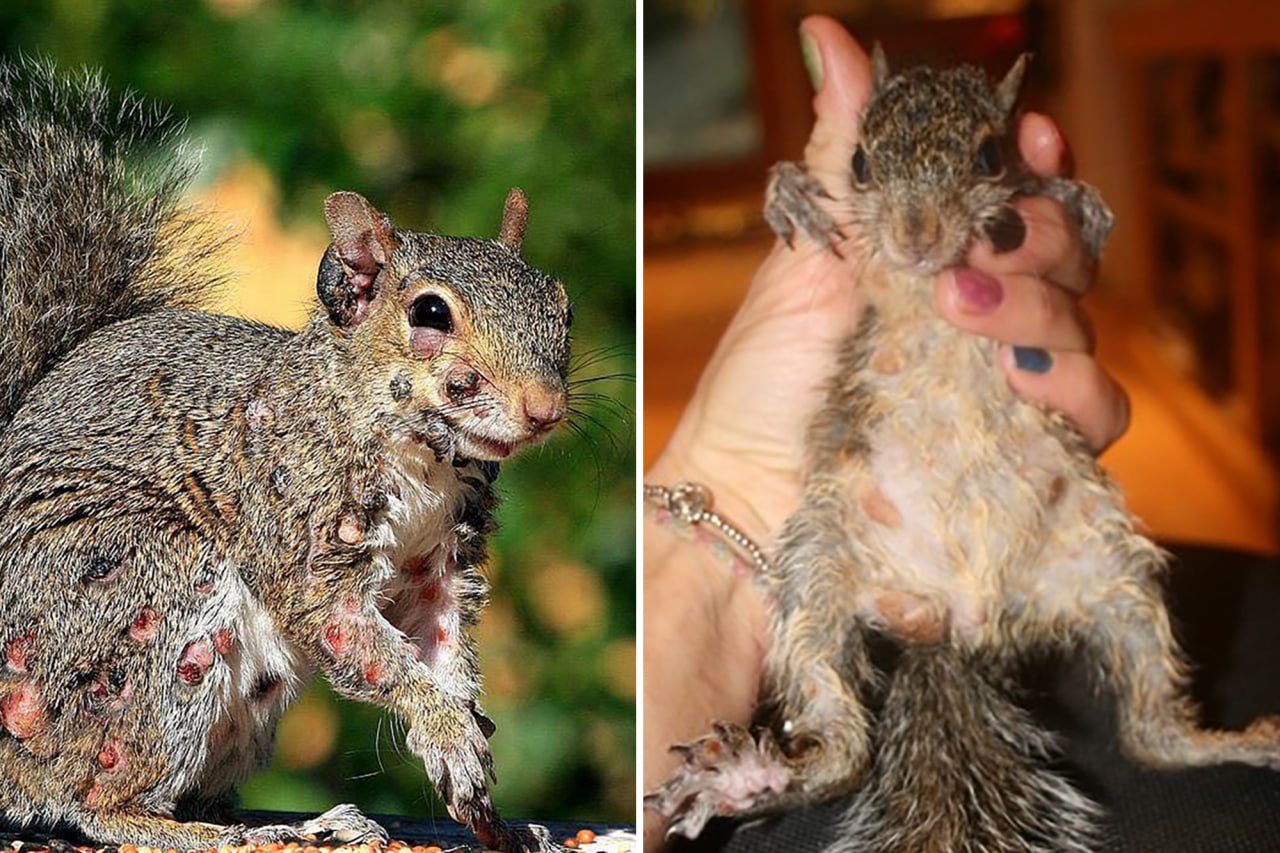Breaking: Zombie Squirrels Surge in New England as Virus Spreads