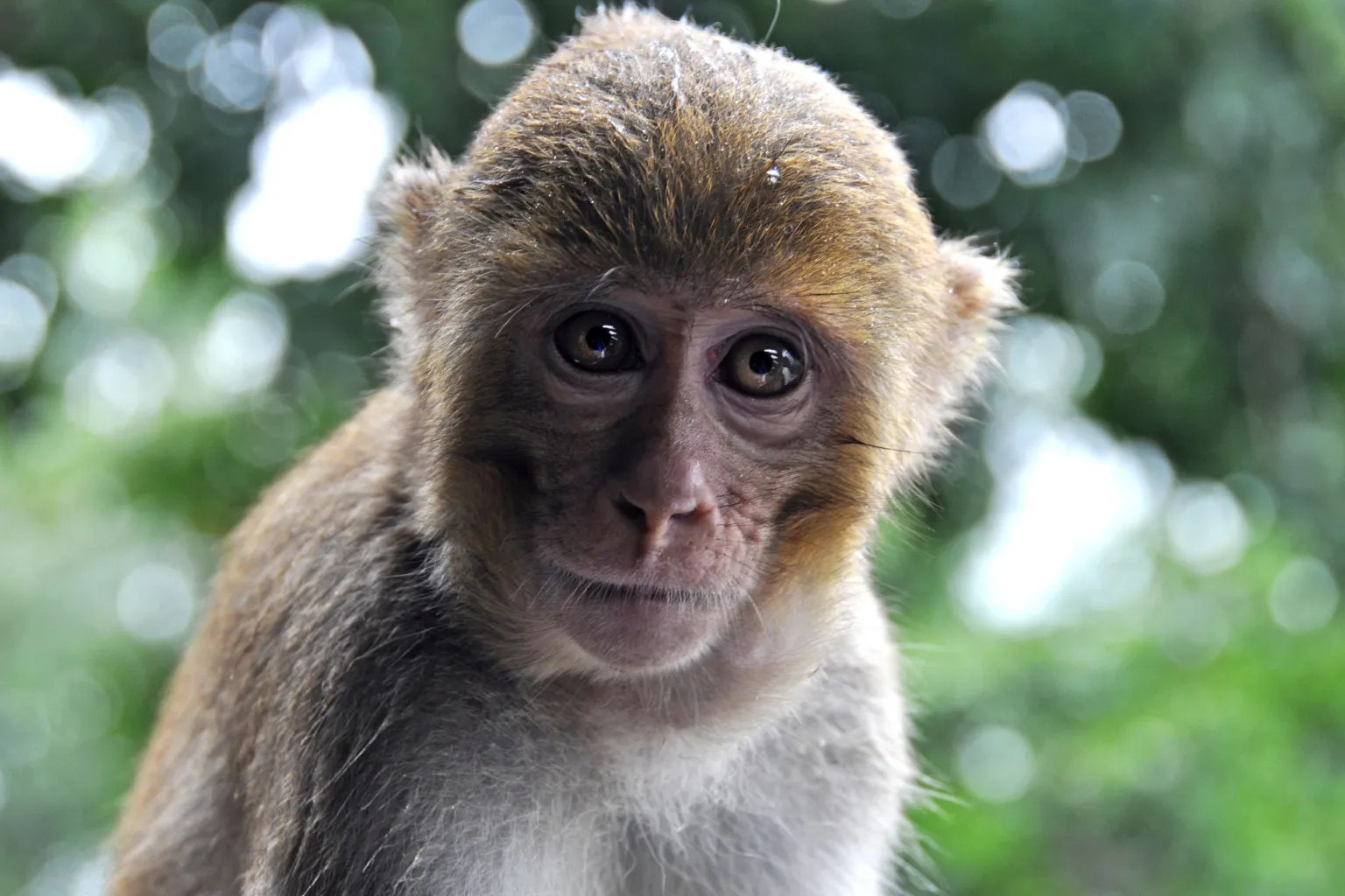 Mississippi mother kills monkey believed to carry herpes to protect children