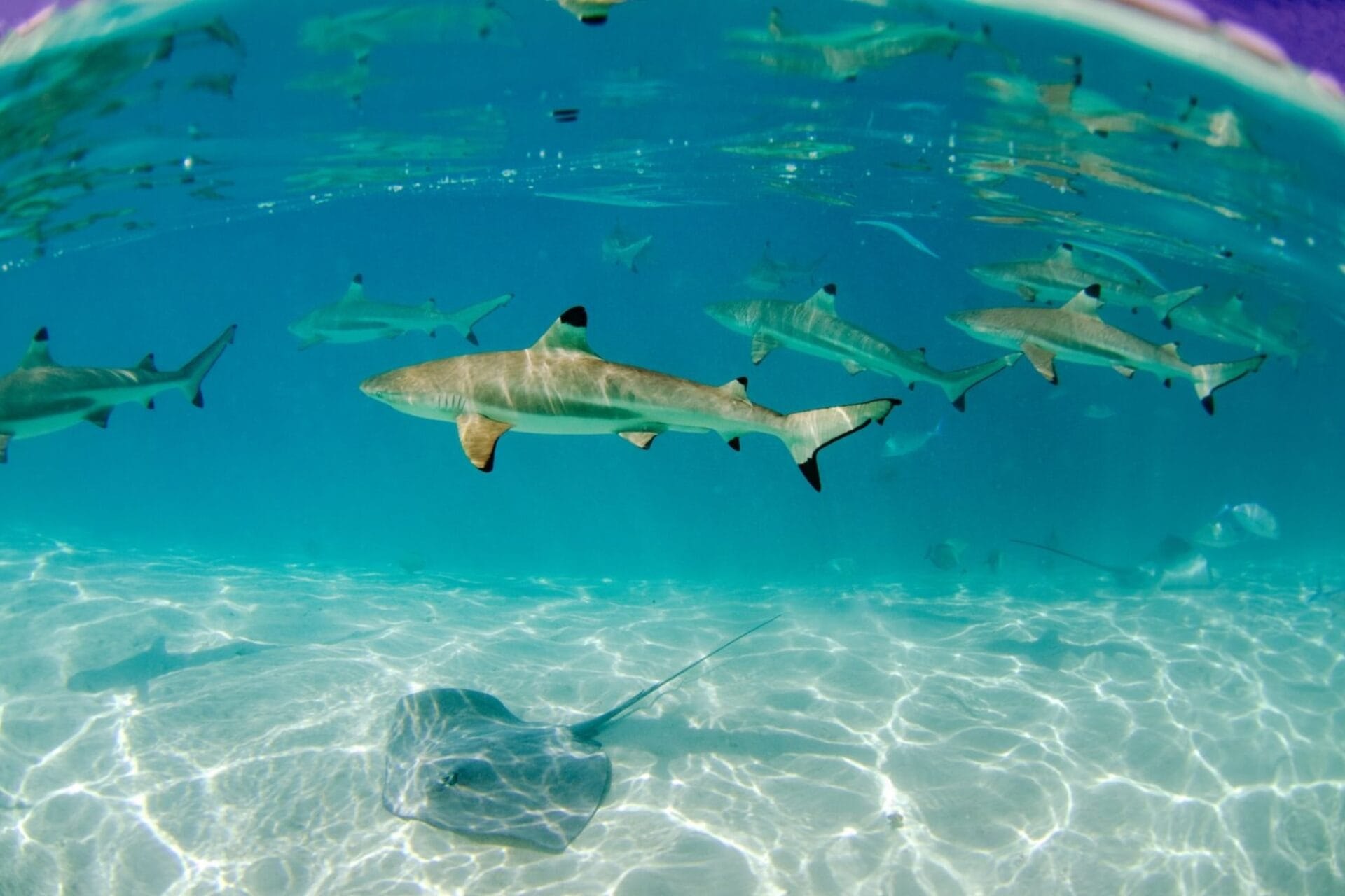 Maldives Set to Lift Shark Fishing Ban, Reviving Industry by November