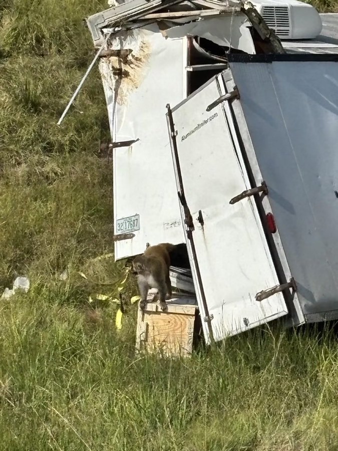 Truck carrying 21 lab monkeys overturns in Jasper County, Mississippi