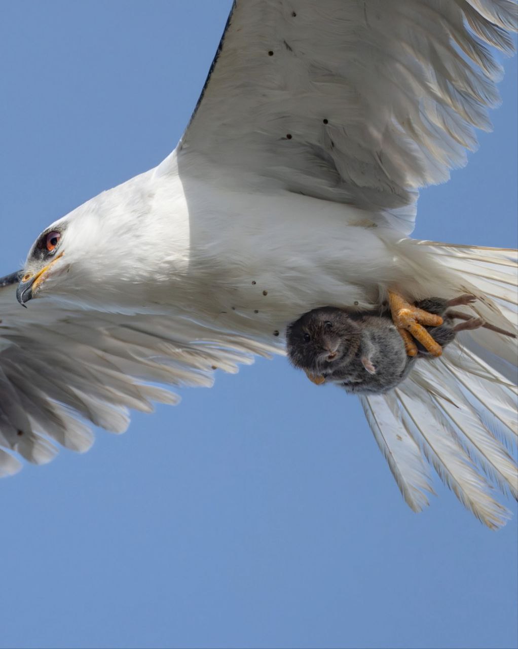 Predator vs. Prey: Captivating Image Reflects Nature's Struggle for Survival